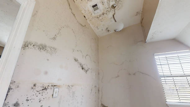 Asbestos and Lead Testing During Mold Inspection in Brookdale, NJ