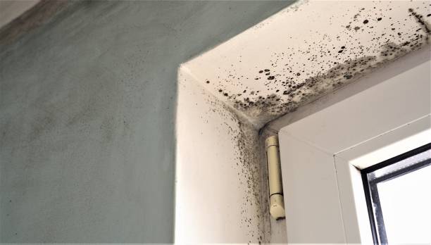 Best Air Quality Testing for Mold Spores  in Brookdale, NJ