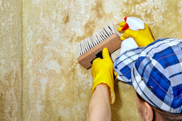 Reliable Brookdale, NJ Mold Removal Solutions