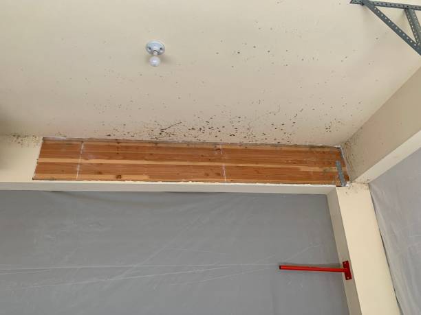 Best Residential Mold Inspection & Testing  in Brookdale, NJ